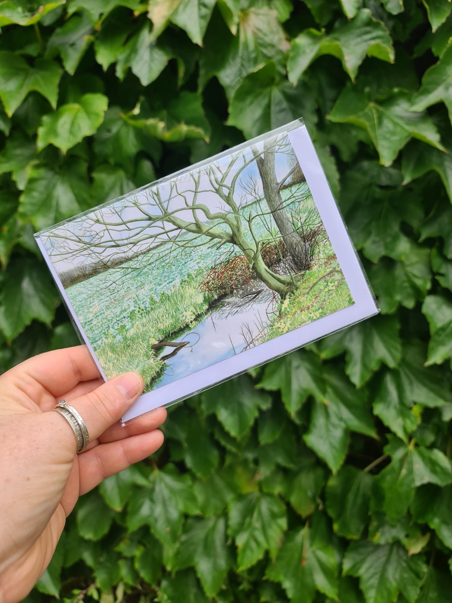 Primroses - Greetings Card