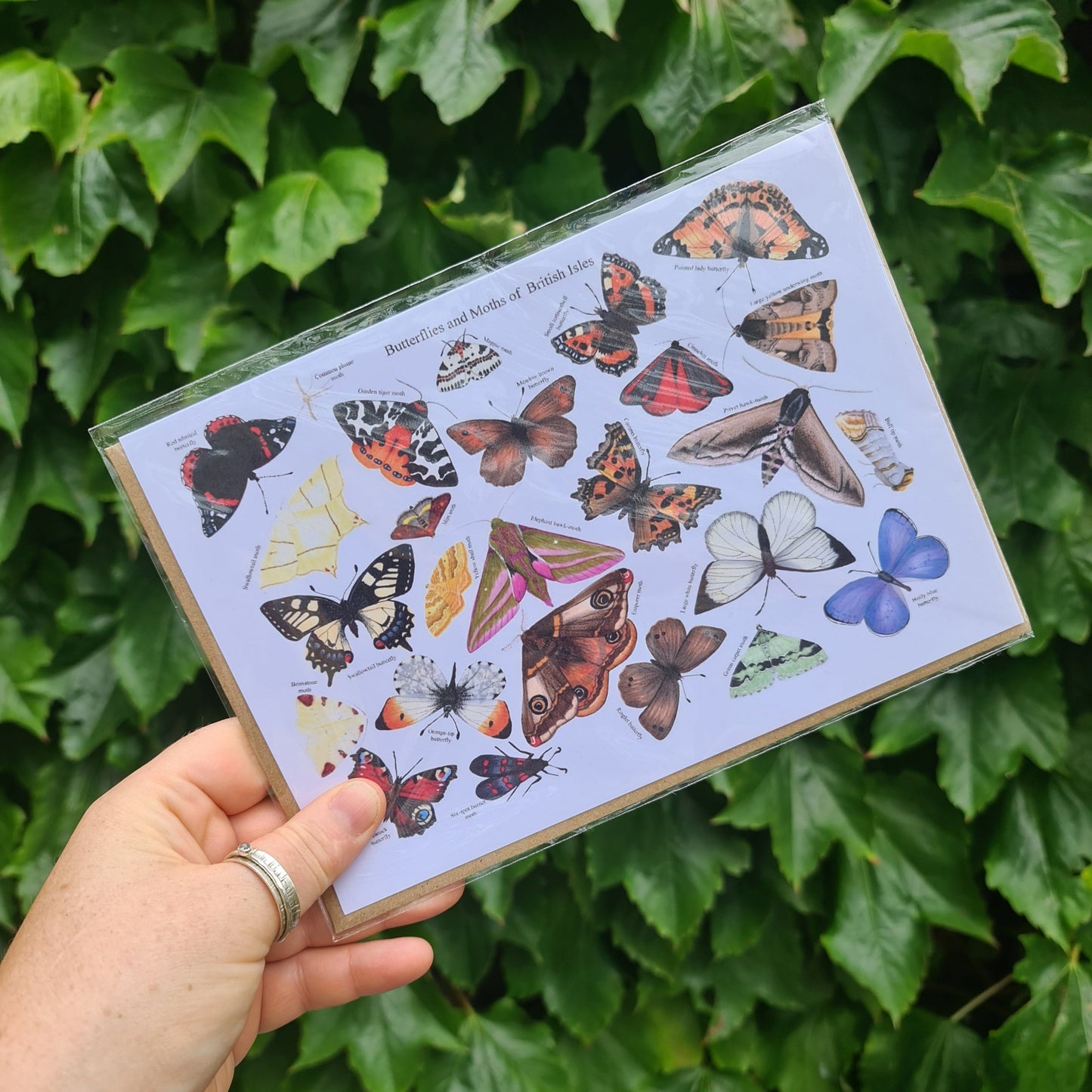 Butterflies and Moths of the British Isles - Greetings Card