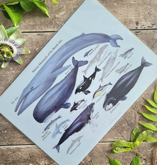 A4 Marine Mammals of the British Isles - Poster Print
