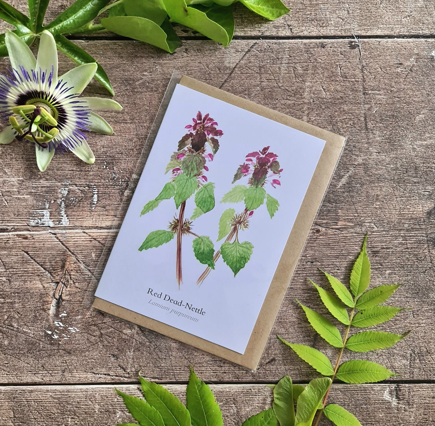 Red Dead-Nettle - Greetings Card