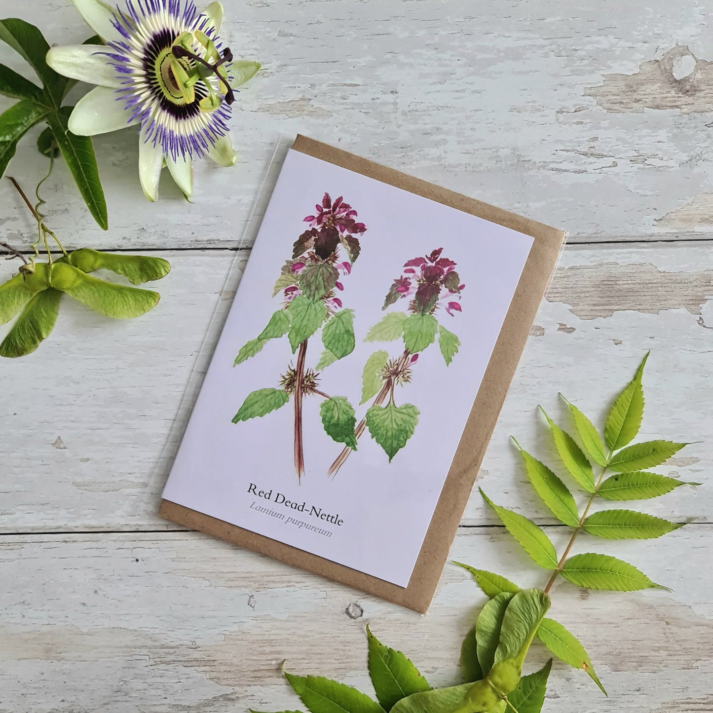 Red Dead-Nettle - Greetings Card