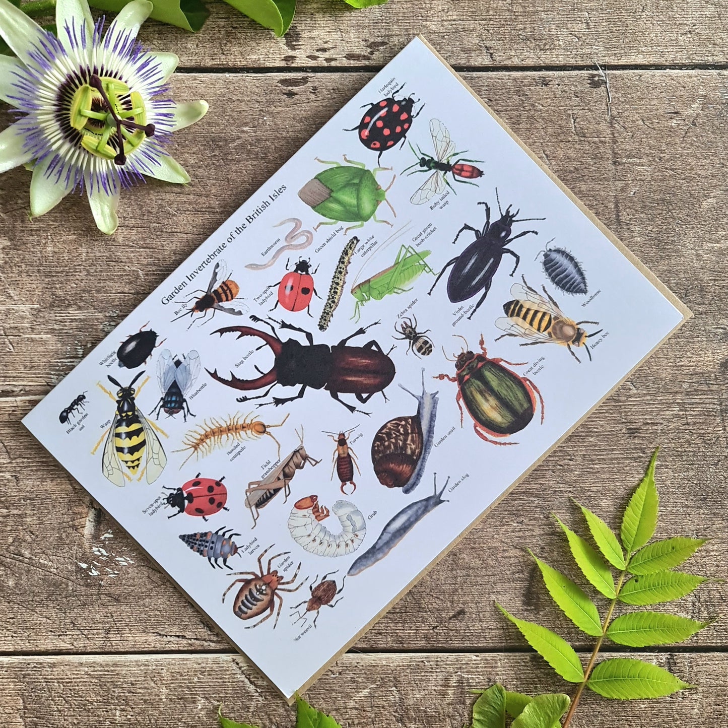 Garden Invertebrates of the British Isles - Greetings Card