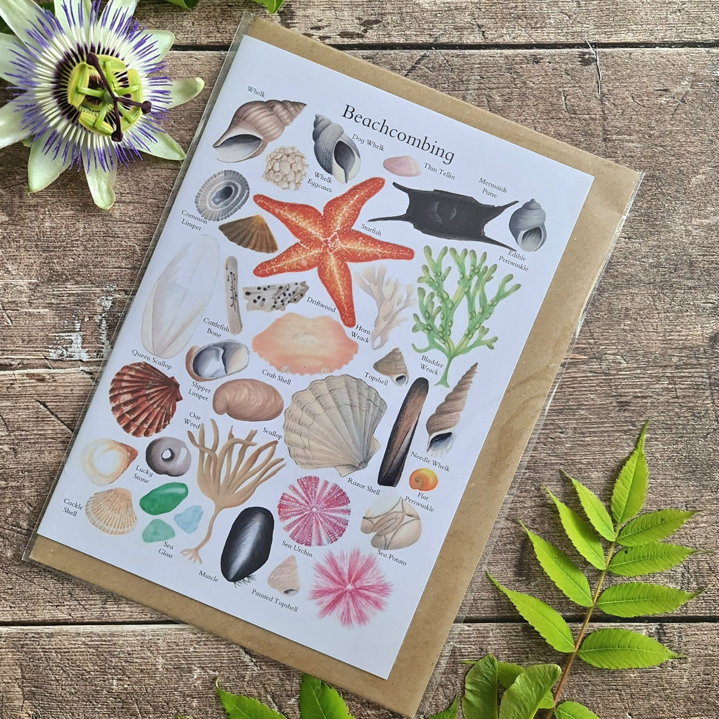 Beachcombing Finds - Greetings Card