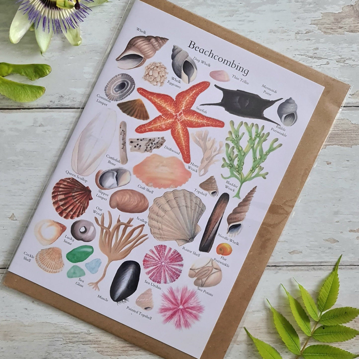 Beachcombing Finds - Greetings Card