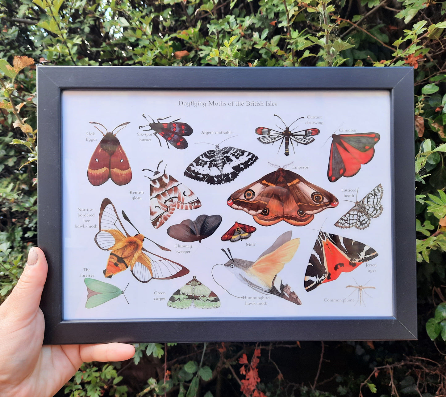 A4 Dayflying Moths of the British Isles - Poster Print - At the Cherry Tree