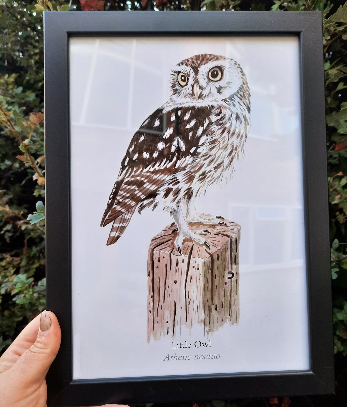 A4 Little Owl - Poster Print - At the Cherry Tree