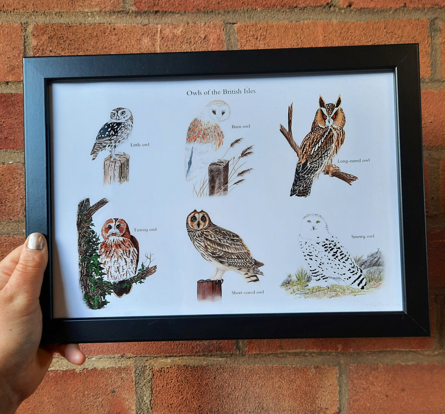 A4 Owls of the British Isles - Poster Print - At the Cherry Tree