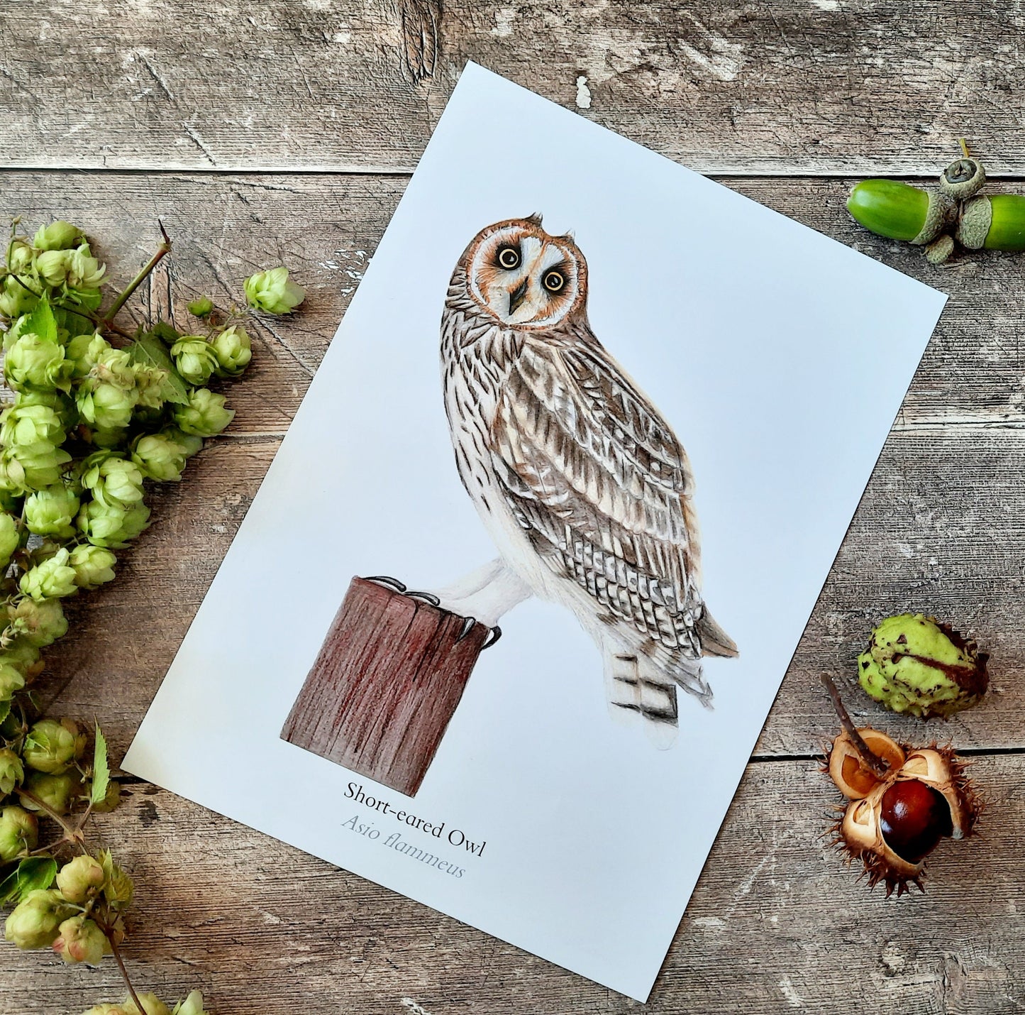 A4 Short - eared Owl - Poster Print - At the Cherry Tree