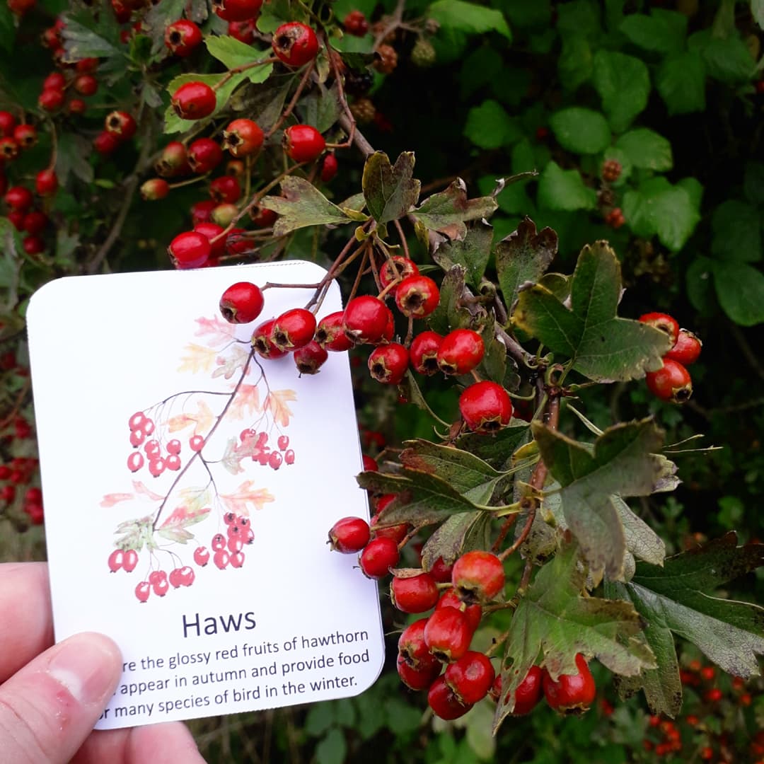 Autumn fruits - PDF - At the Cherry Tree