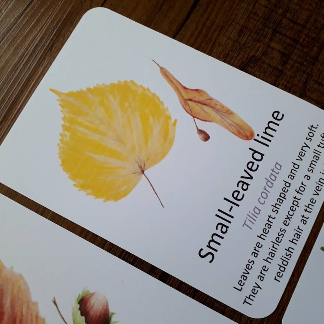 Autumn Leaf Flashcards - PDF - At the Cherry Tree