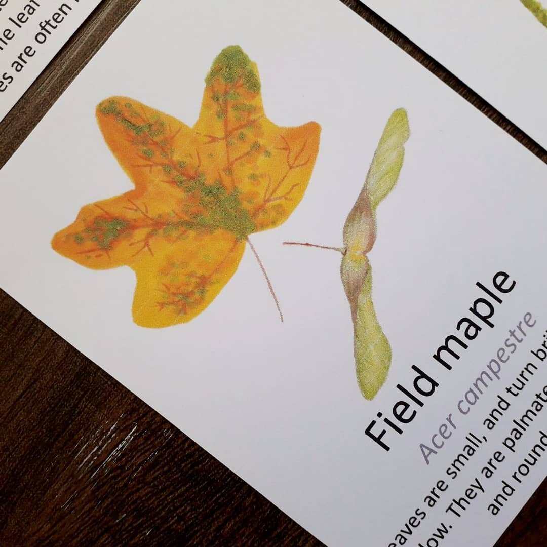 Autumn Leaf Flashcards - PDF - At the Cherry Tree