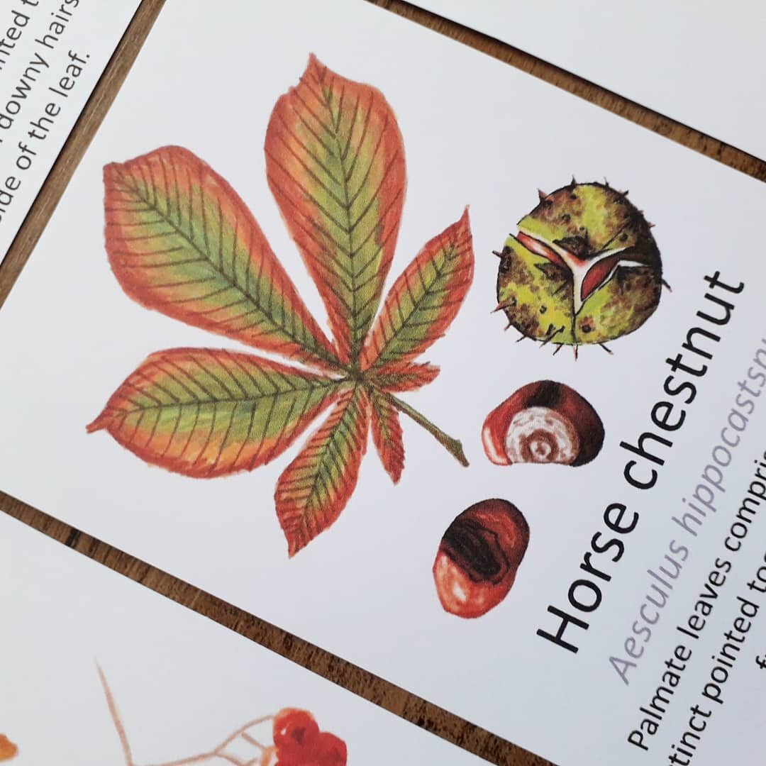 Autumn Leaf Flashcards - PDF - At the Cherry Tree
