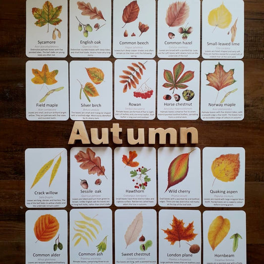 Autumn Leaf Flashcards - PDF - At the Cherry Tree