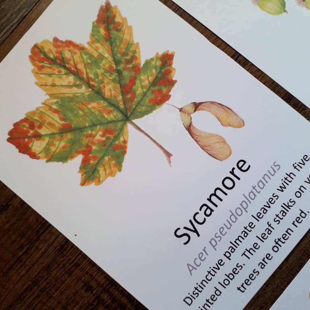 Autumn Leaf Flashcards - PDF - At the Cherry Tree