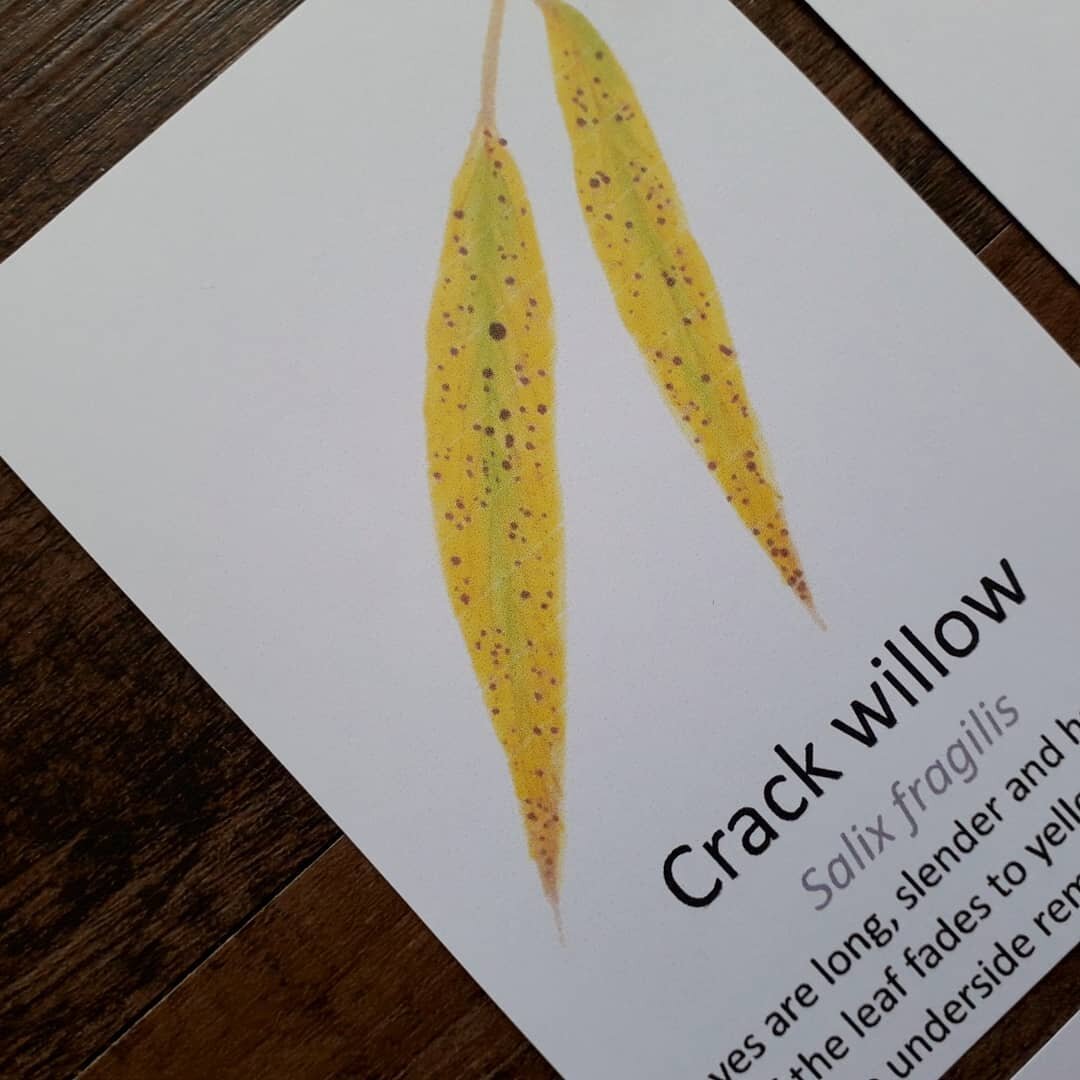 Autumn Leaf Flashcards - PDF - At the Cherry Tree