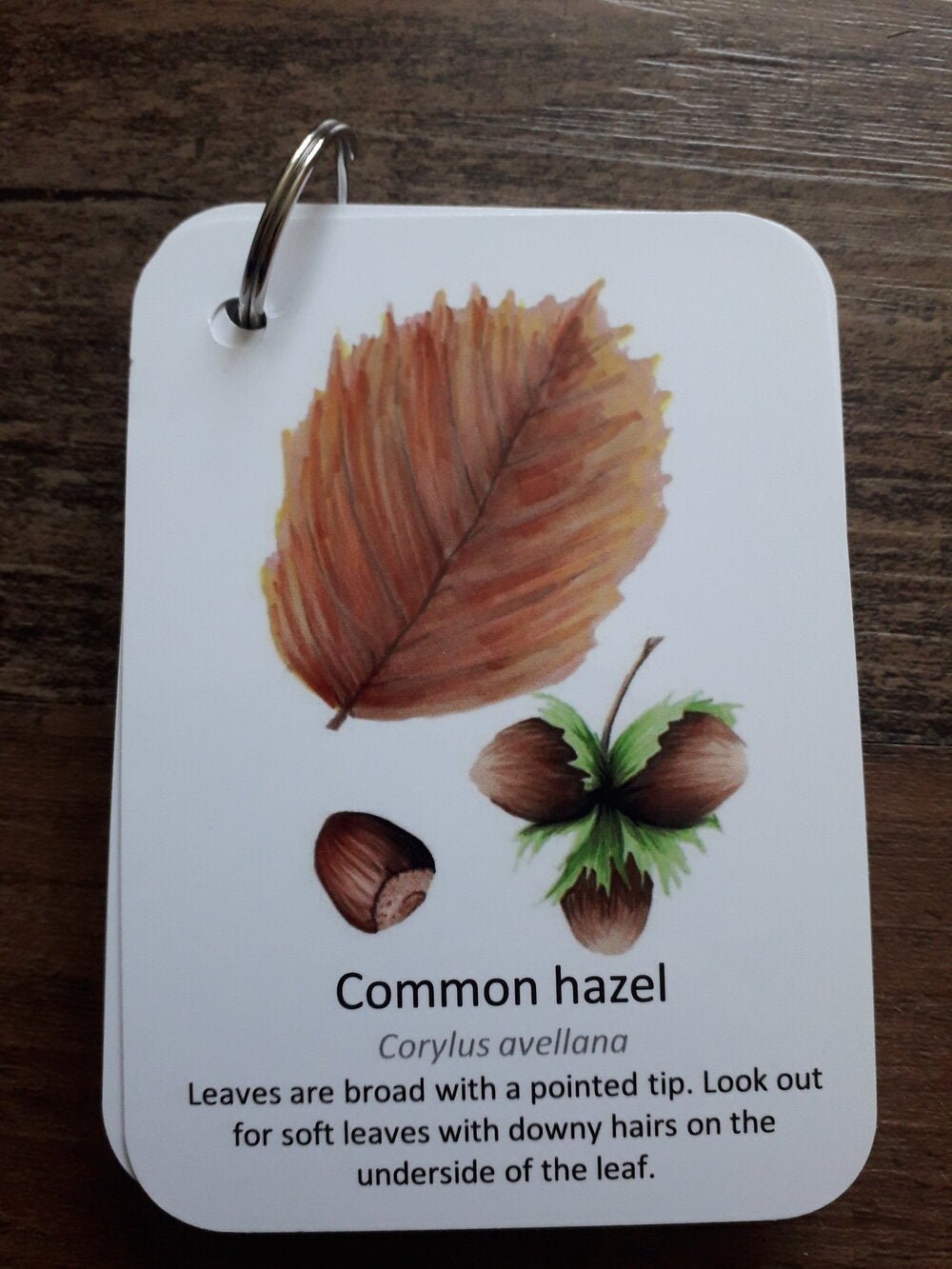 Autumn Leaf Identification - Pocket Set - At the Cherry Tree