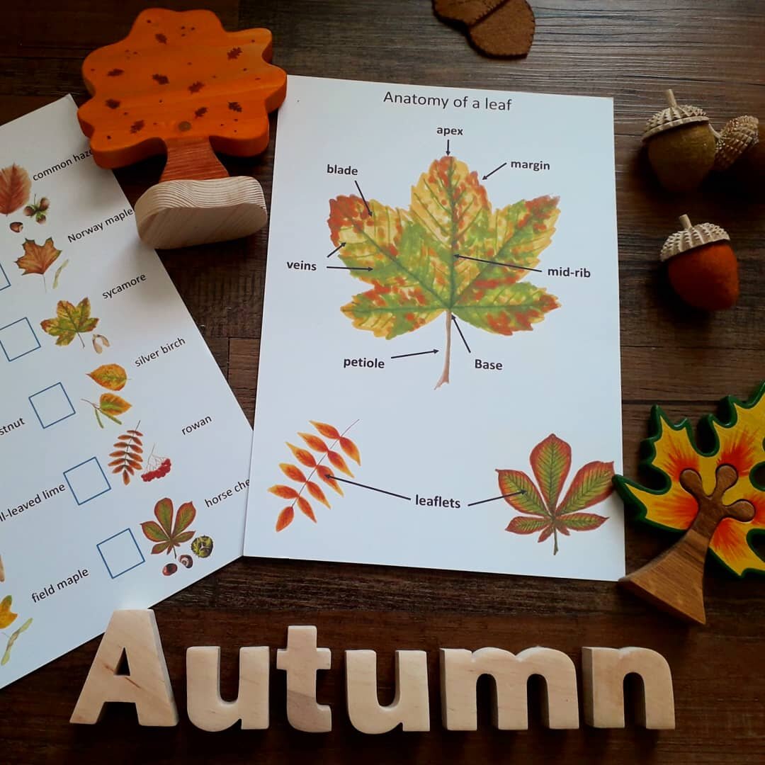 Autumn Leaf Montessori Pack - PDF - At the Cherry Tree