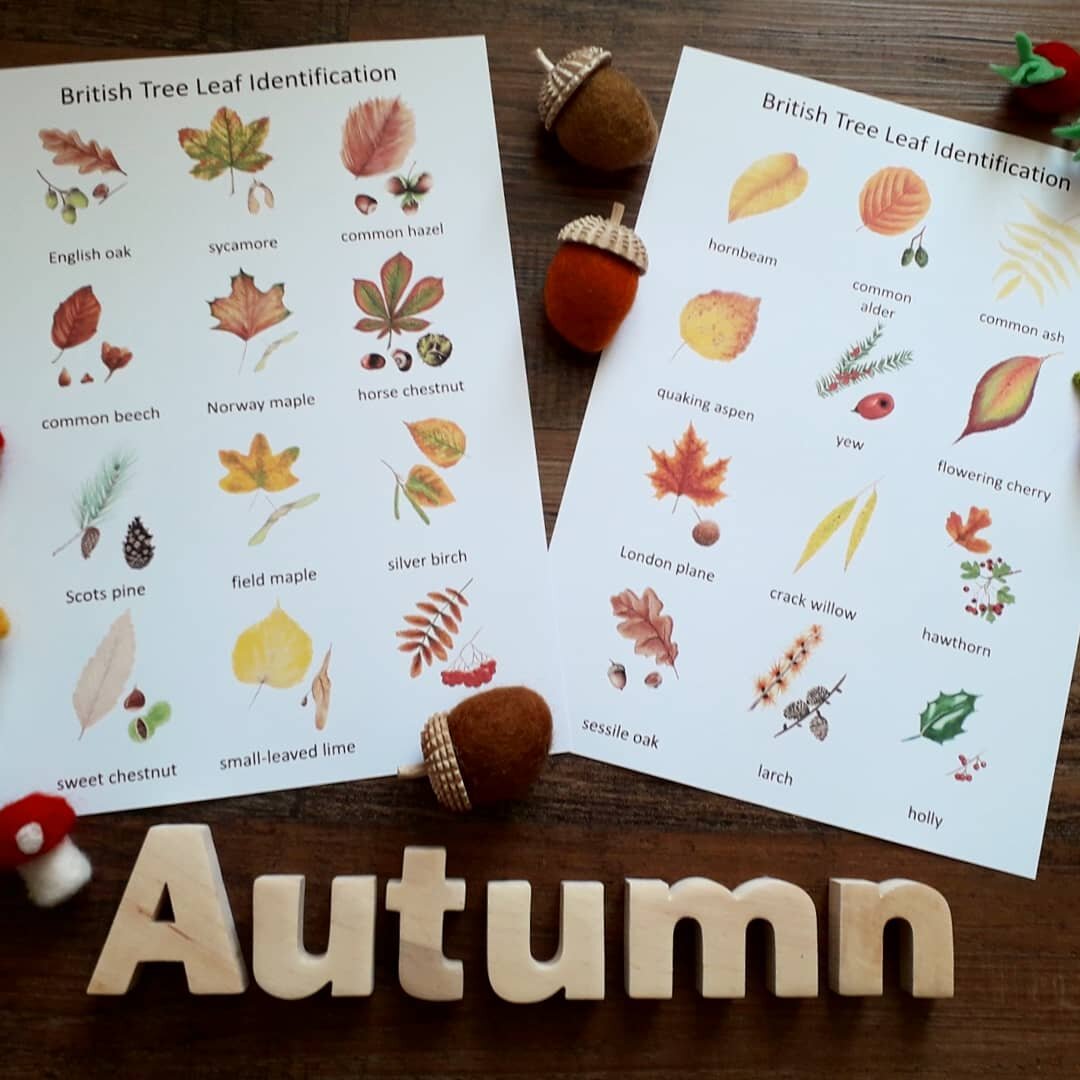 Autumn Leaf Montessori Pack - PDF - At the Cherry Tree