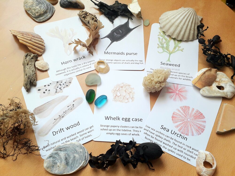 Beachcombing and Seashell - Pocket Set - At the Cherry Tree