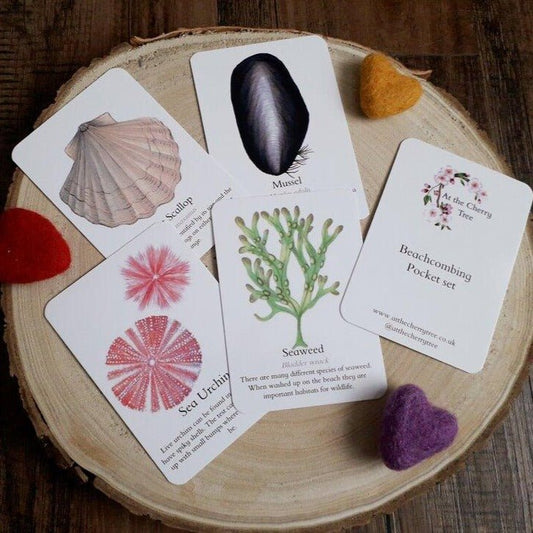 Beachcombing and Seashell - Pocket Set - At the Cherry Tree