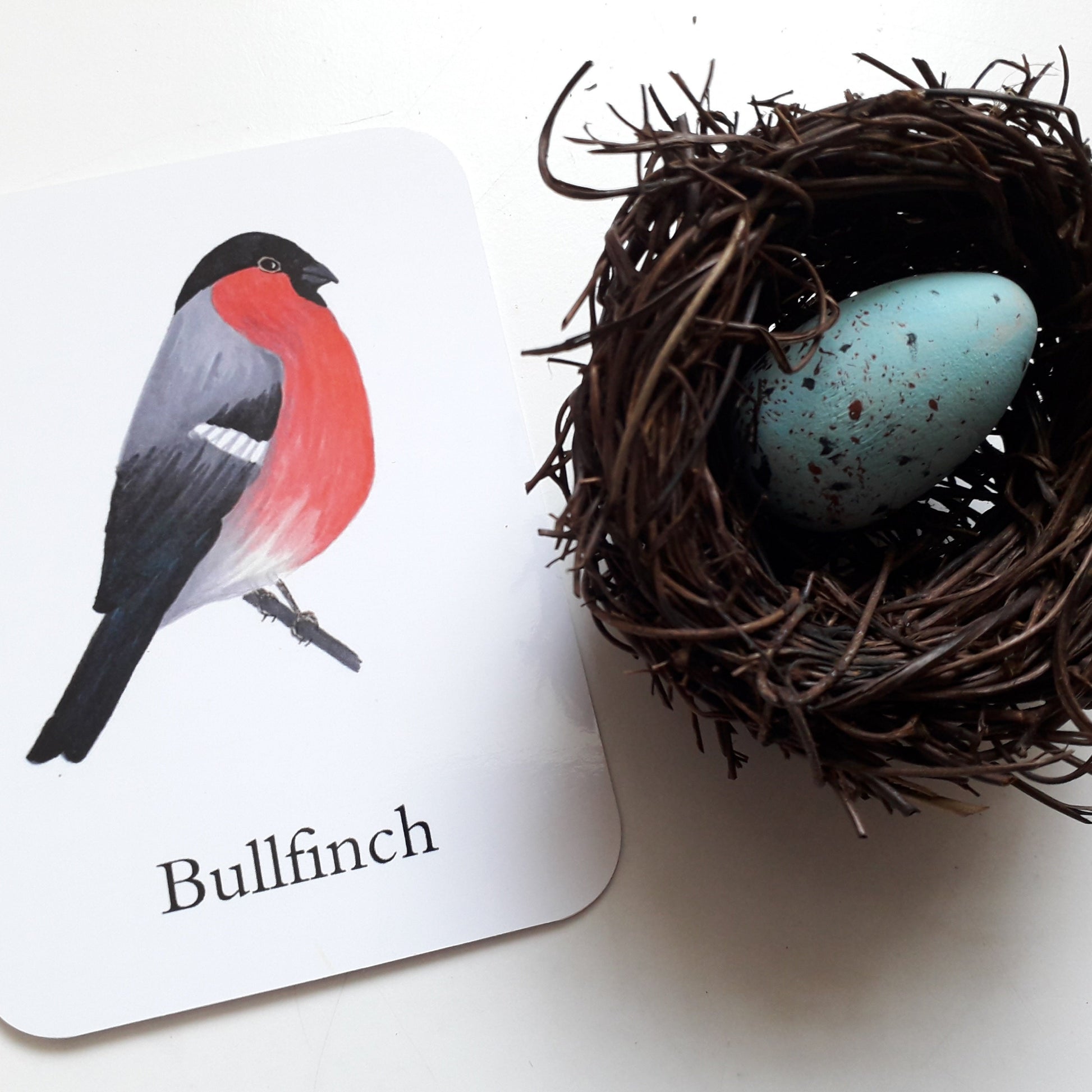 Bird Eggs - Pocket Set - At the Cherry Tree
