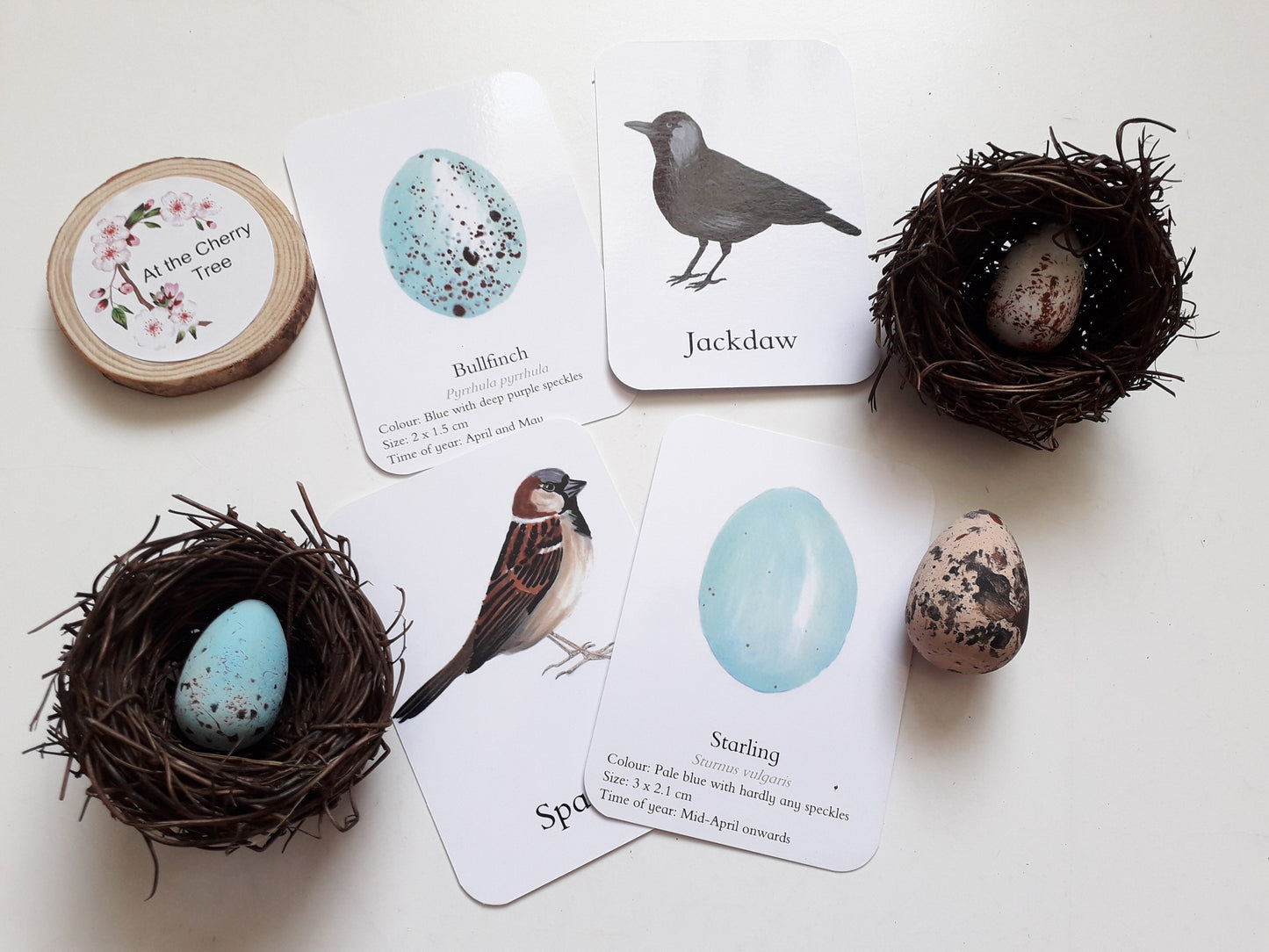 Bird Eggs - Pocket Set - At the Cherry Tree