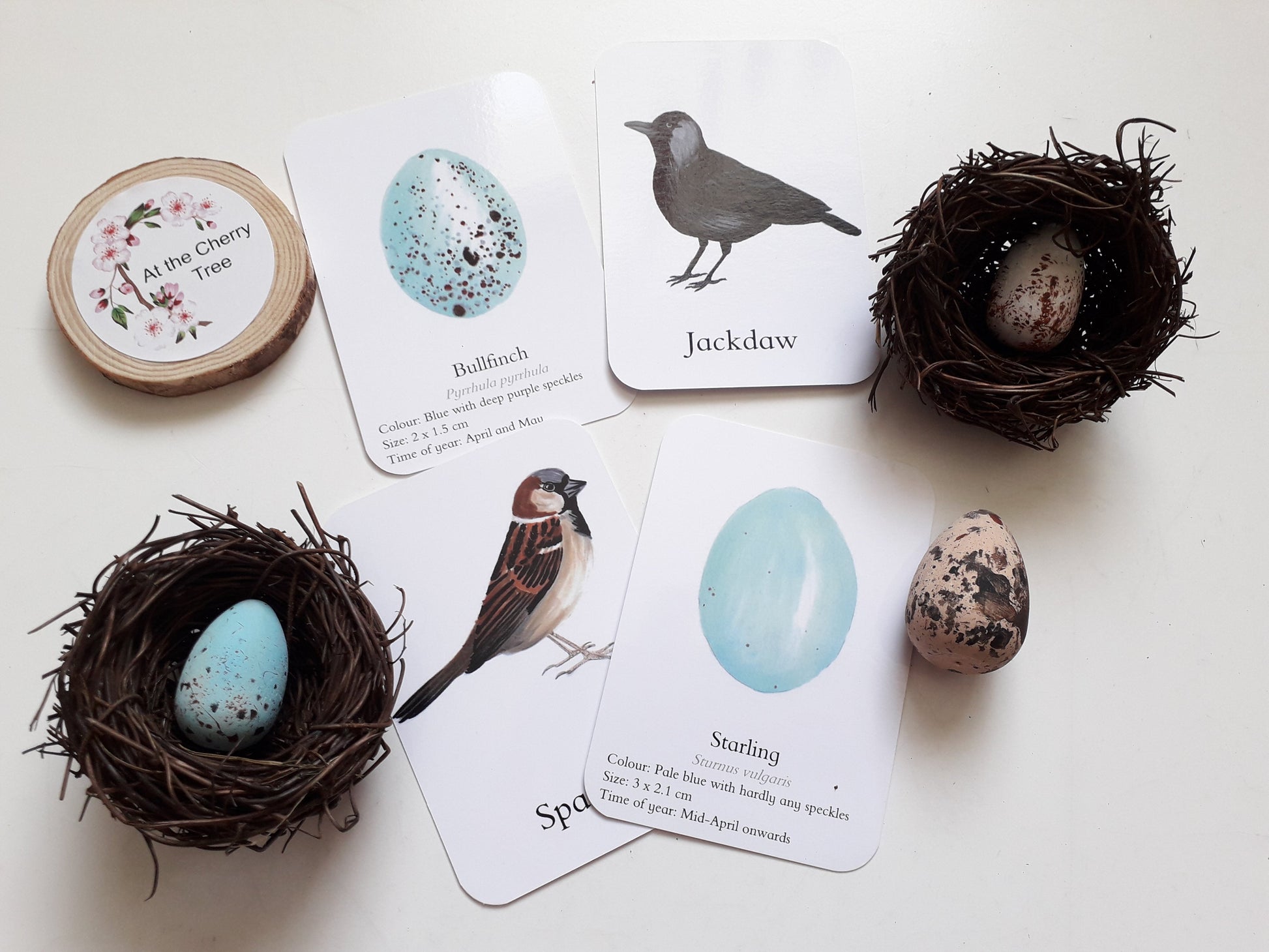 Bird Eggs - Pocket Set - At the Cherry Tree
