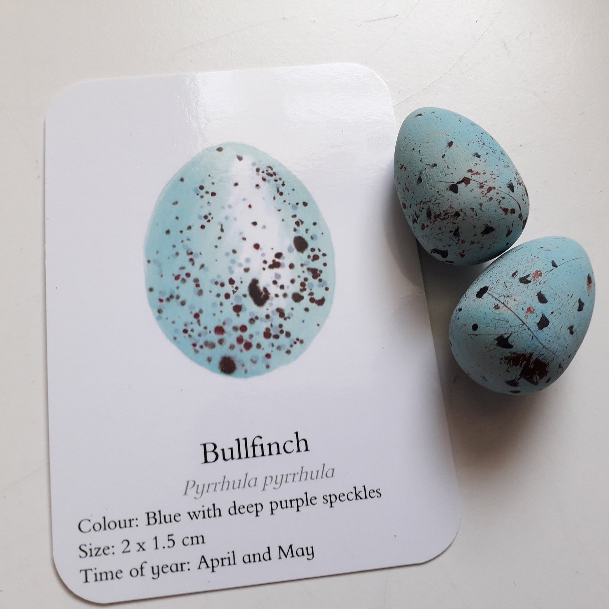 Bird Eggs - Pocket Set - At the Cherry Tree