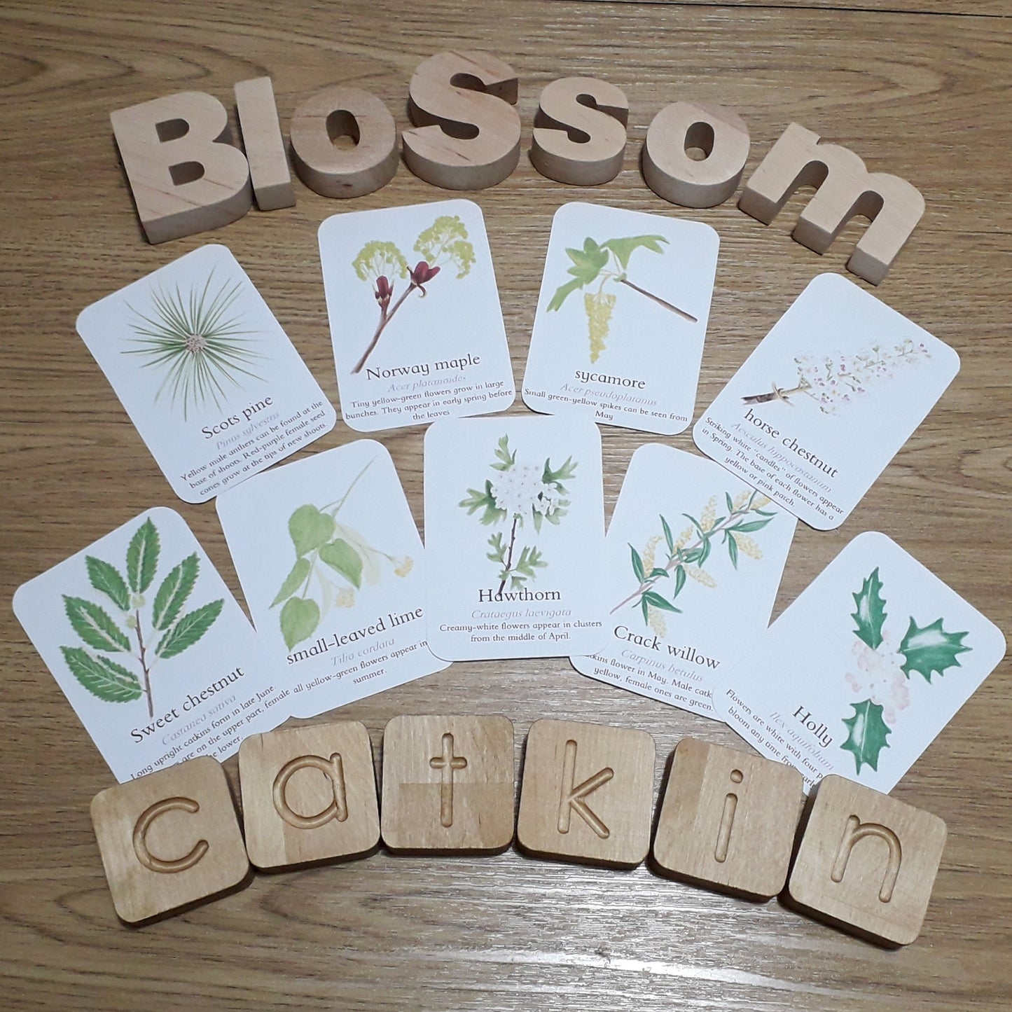 Blossom, Catkins and Flowers - Pocket Set - At the Cherry Tree