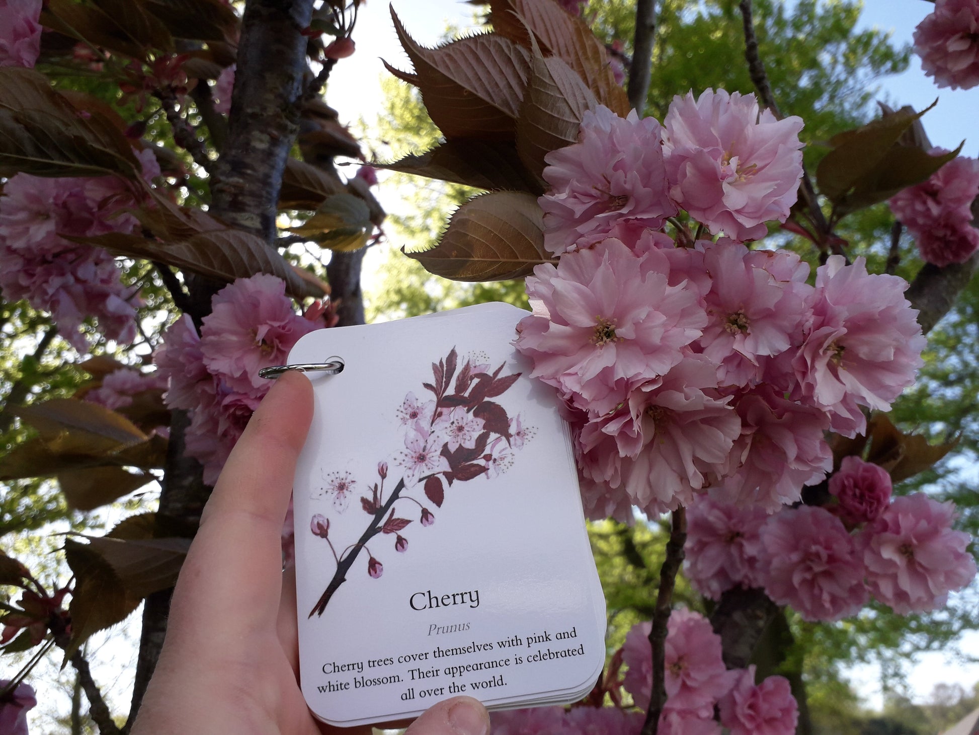 Blossom, Catkins and Flowers - Pocket Set - At the Cherry Tree