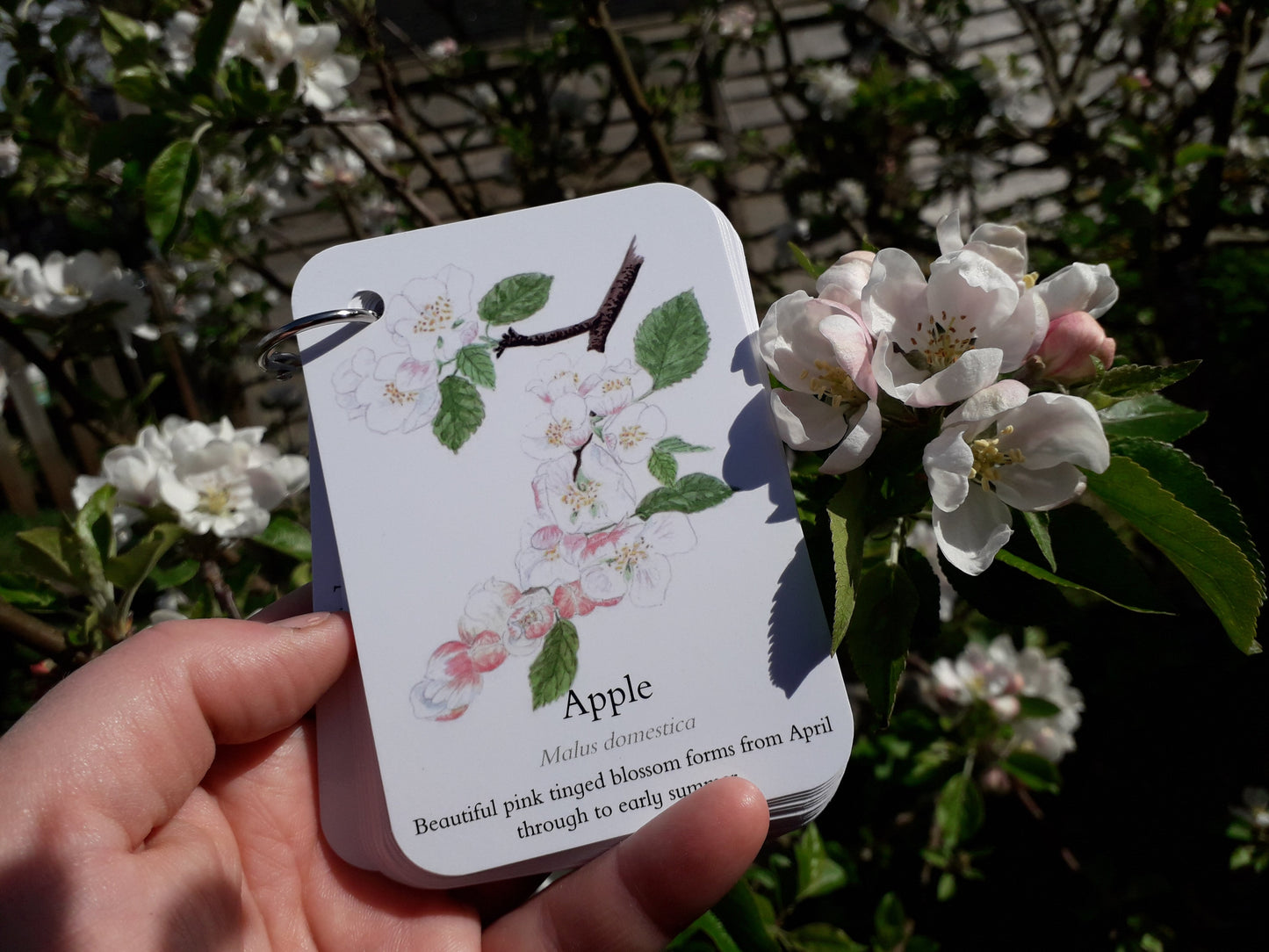 Blossom, Catkins and Flowers - Pocket Set - At the Cherry Tree