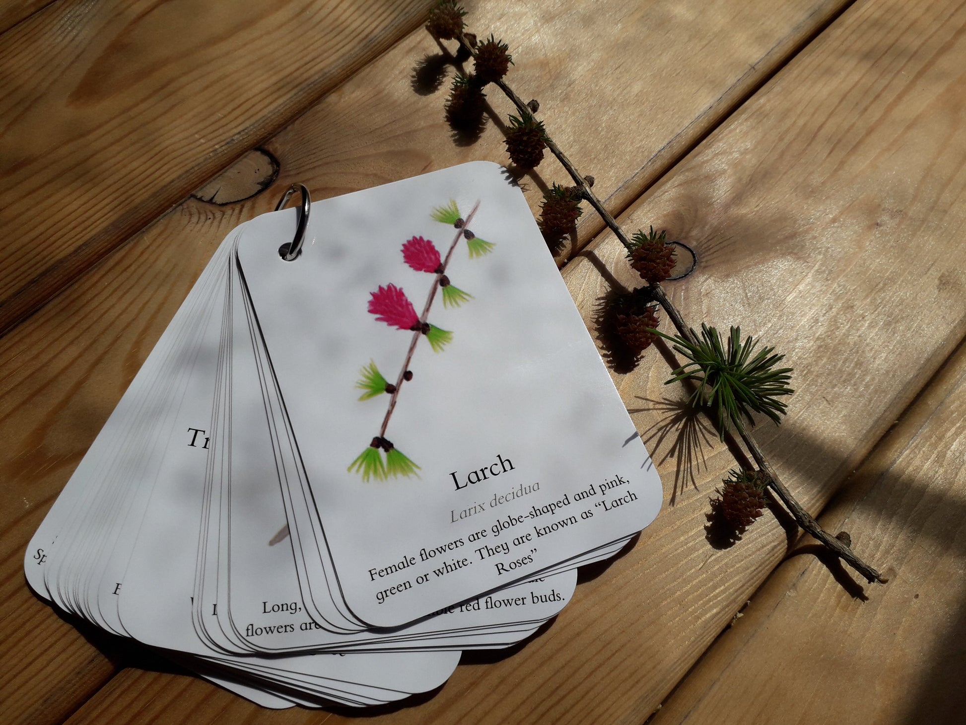 Blossom, Catkins and Flowers - Pocket Set - At the Cherry Tree