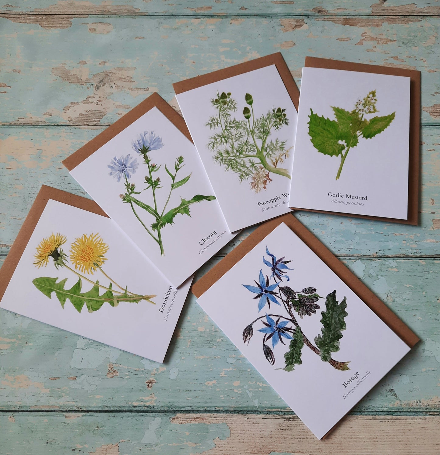 Borage - Greetings Card - At the Cherry Tree