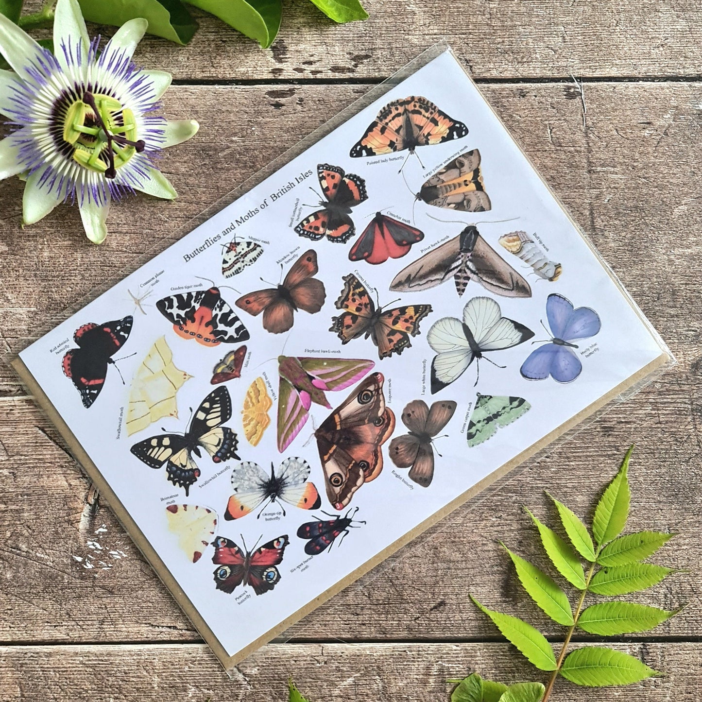 Butterflies and Moths of the British Isles - Greetings Card - At the Cherry Tree