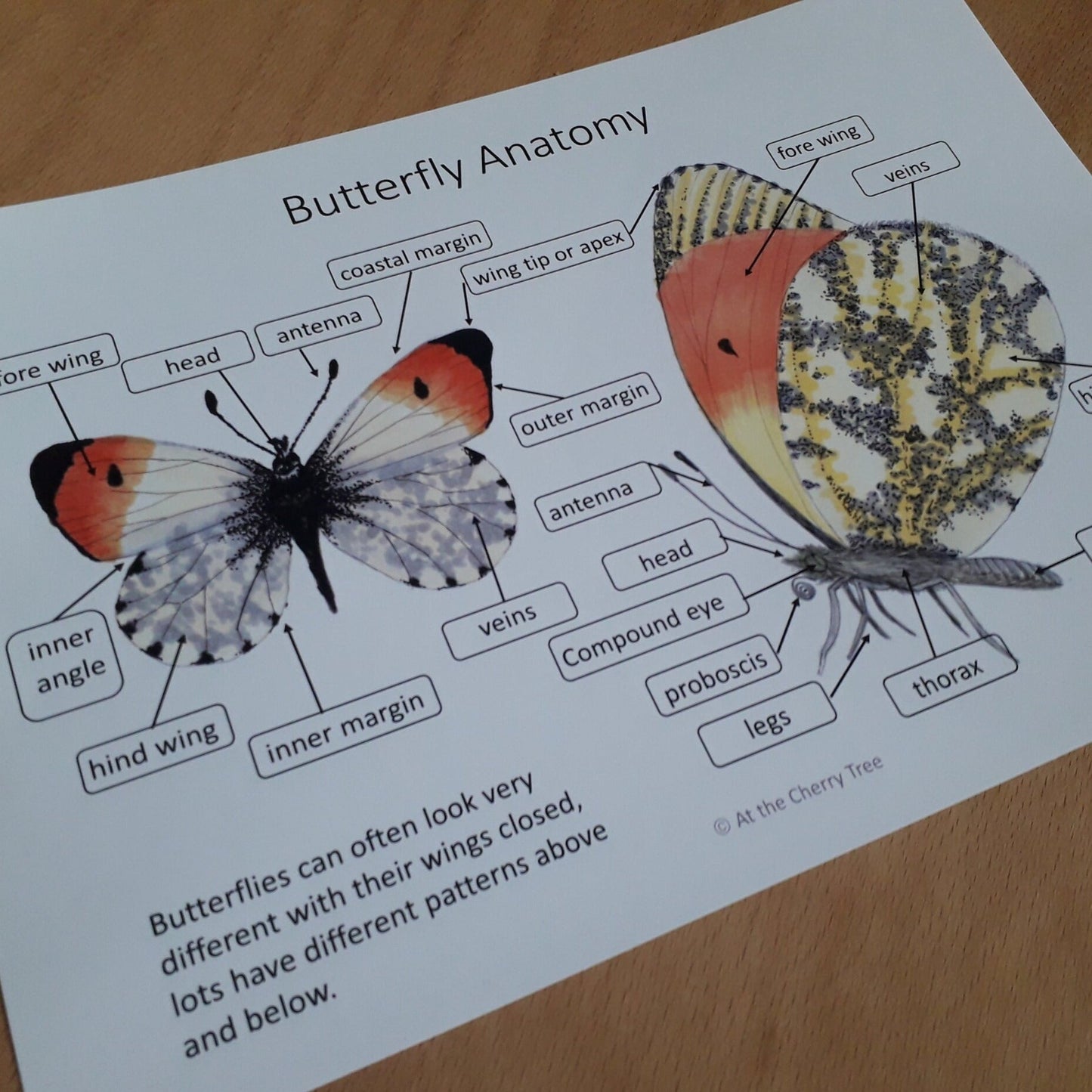 Butterfly Anatomy poster - PDF - At the Cherry Tree