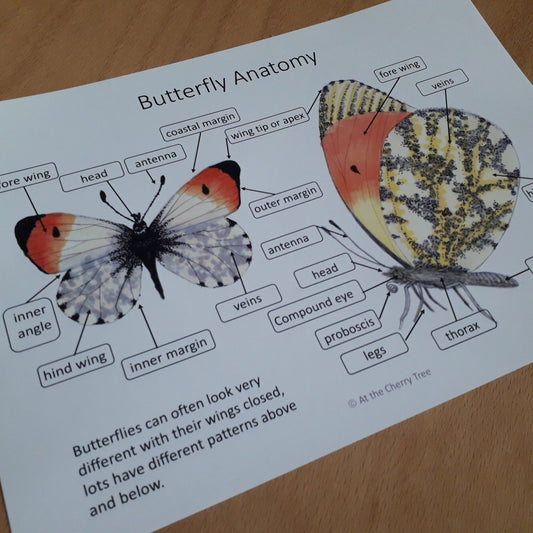 Butterfly Anatomy poster - PDF - At the Cherry Tree