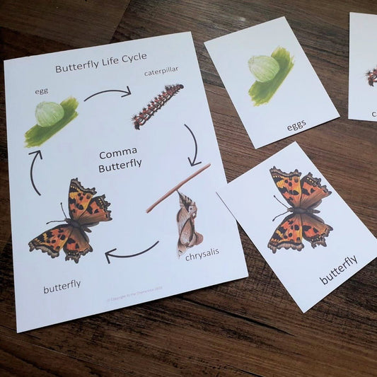 Butterfly Life Cycle - PDF - At the Cherry Tree