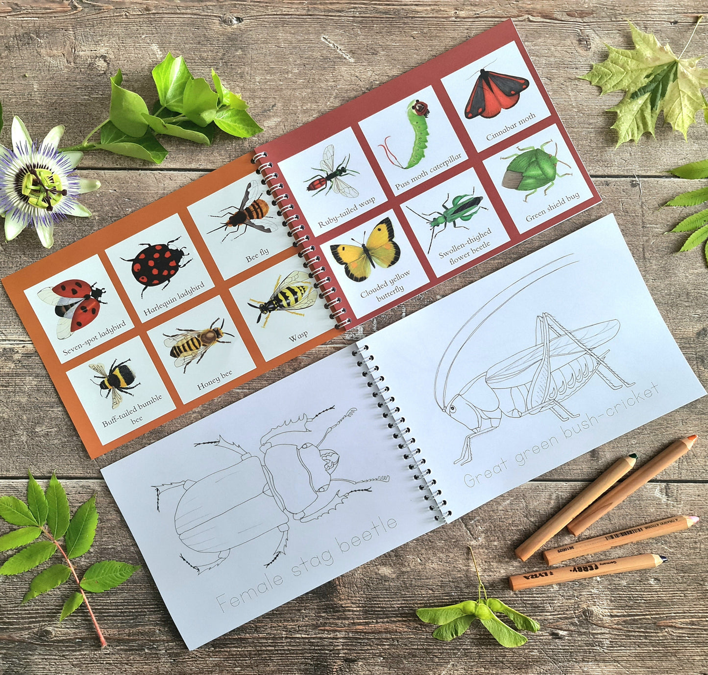 Colour and Learn - Minibeasts - At the Cherry Tree