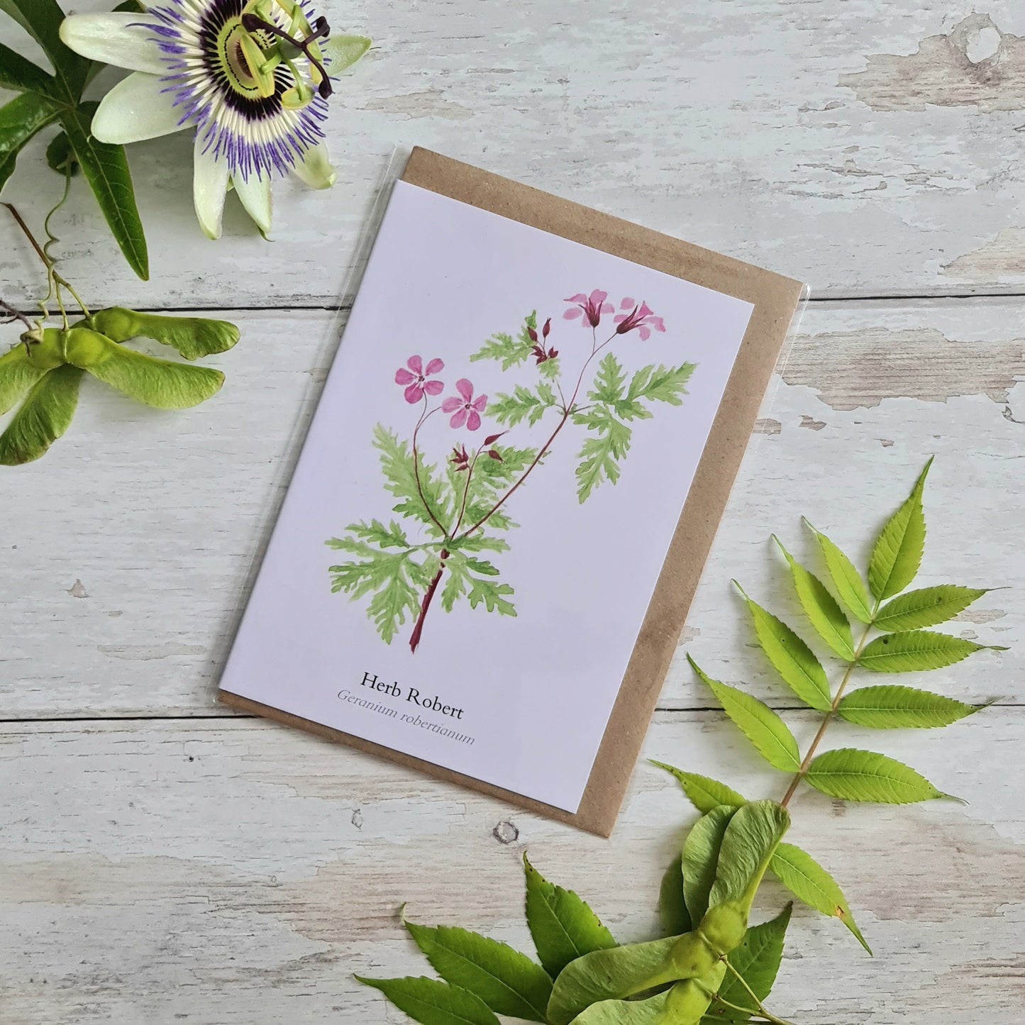 Herb Robert - Greetings Card - At the Cherry Tree
