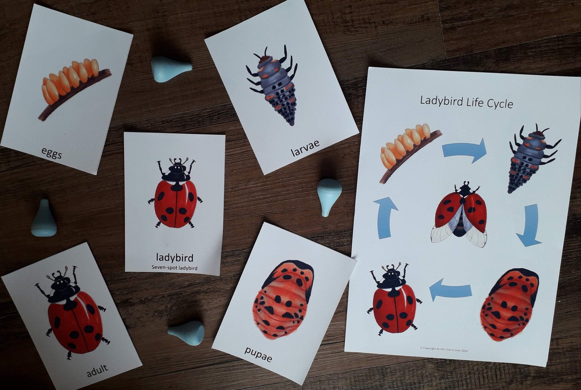 Ladybird Life Cycle - PDF - At the Cherry Tree