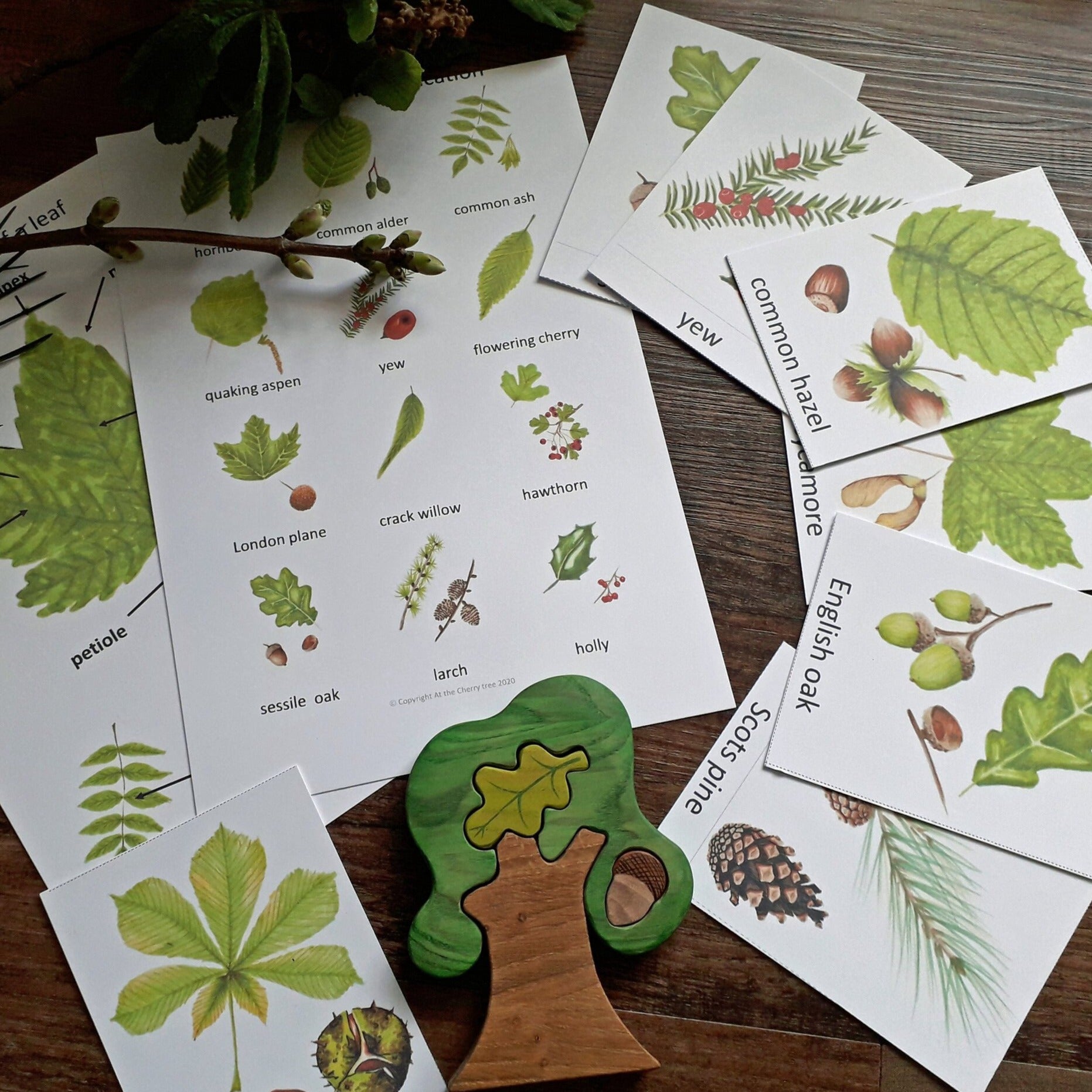 Leaf Identification Montessori pack - PDF - At the Cherry Tree