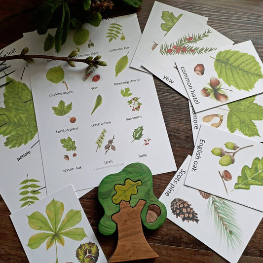 Leaf Identification Montessori pack - PDF - At the Cherry Tree