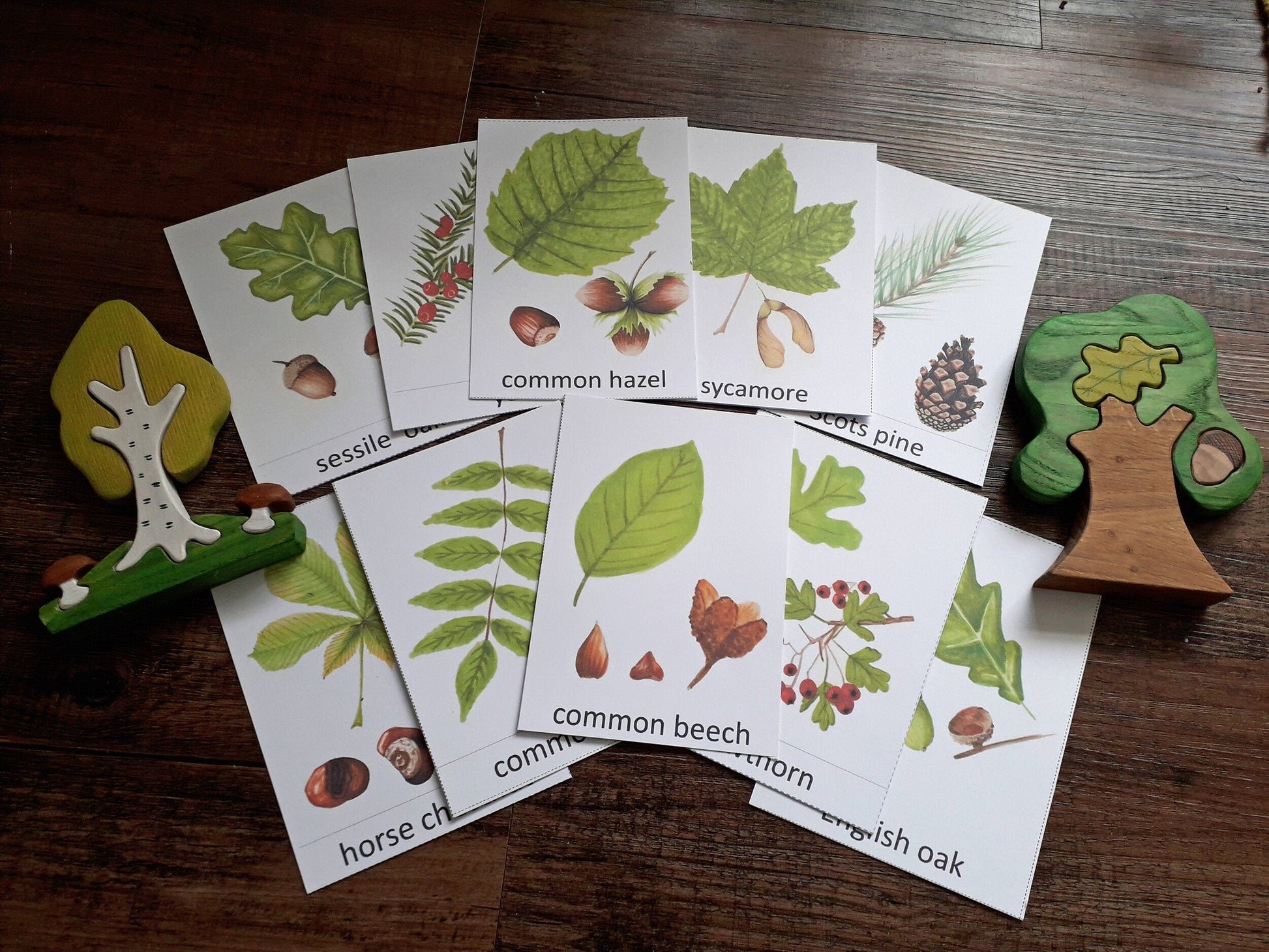 Leaf Identification Montessori pack - PDF - At the Cherry Tree