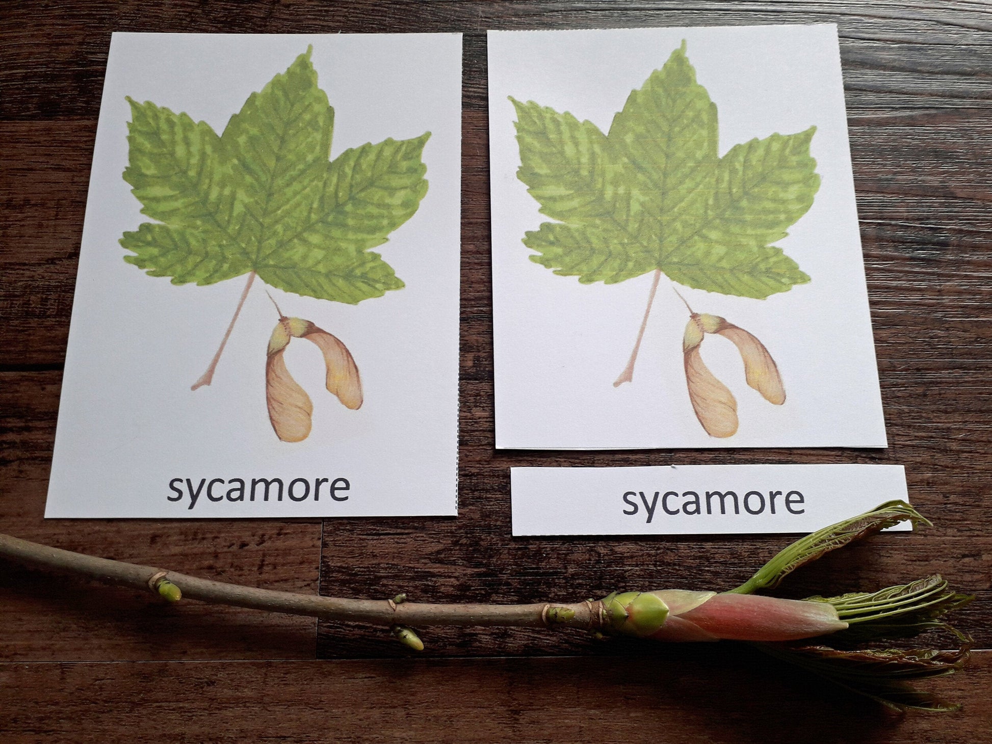 Leaf Identification Montessori pack - PDF - At the Cherry Tree