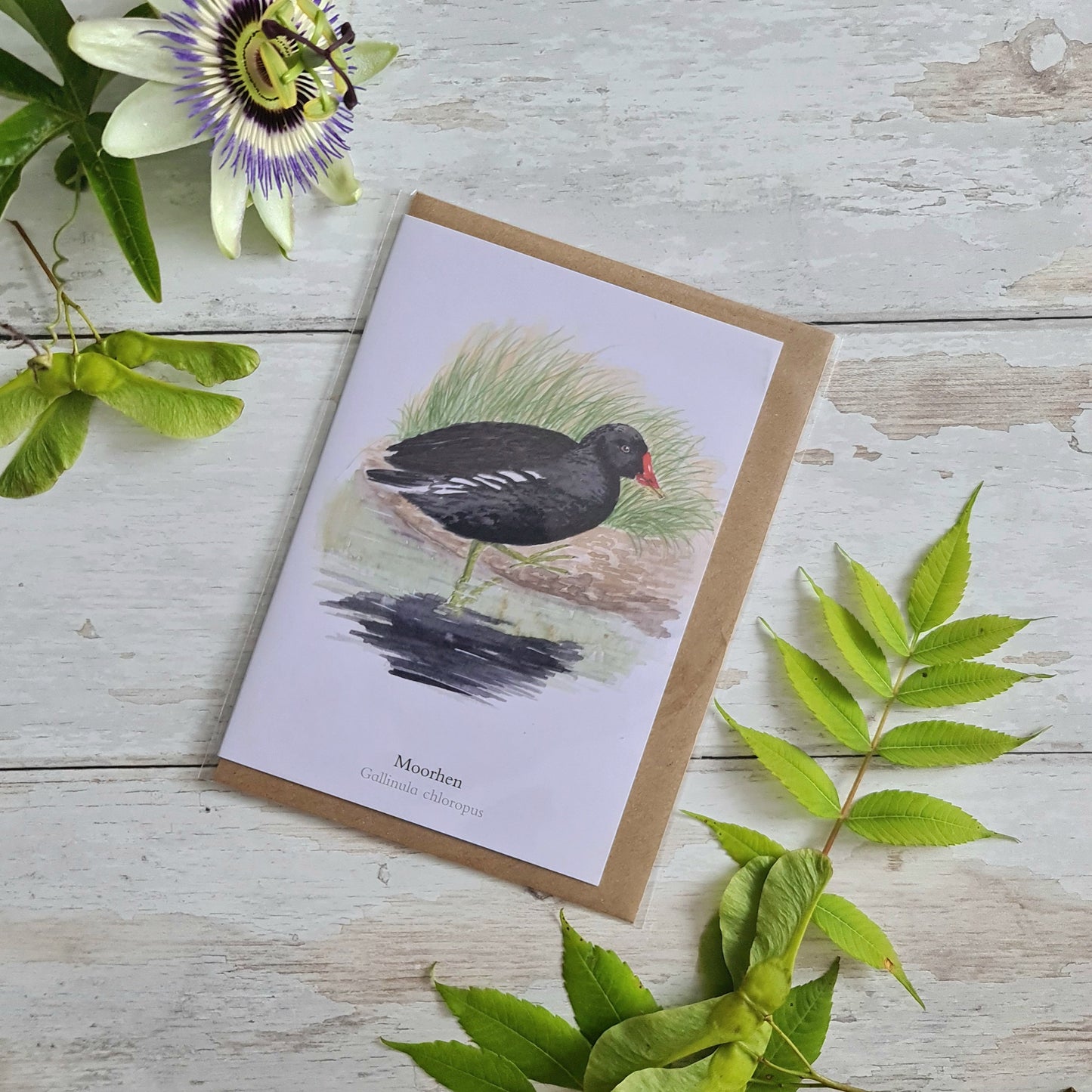 Moorhen - Greetings Card - At the Cherry Tree