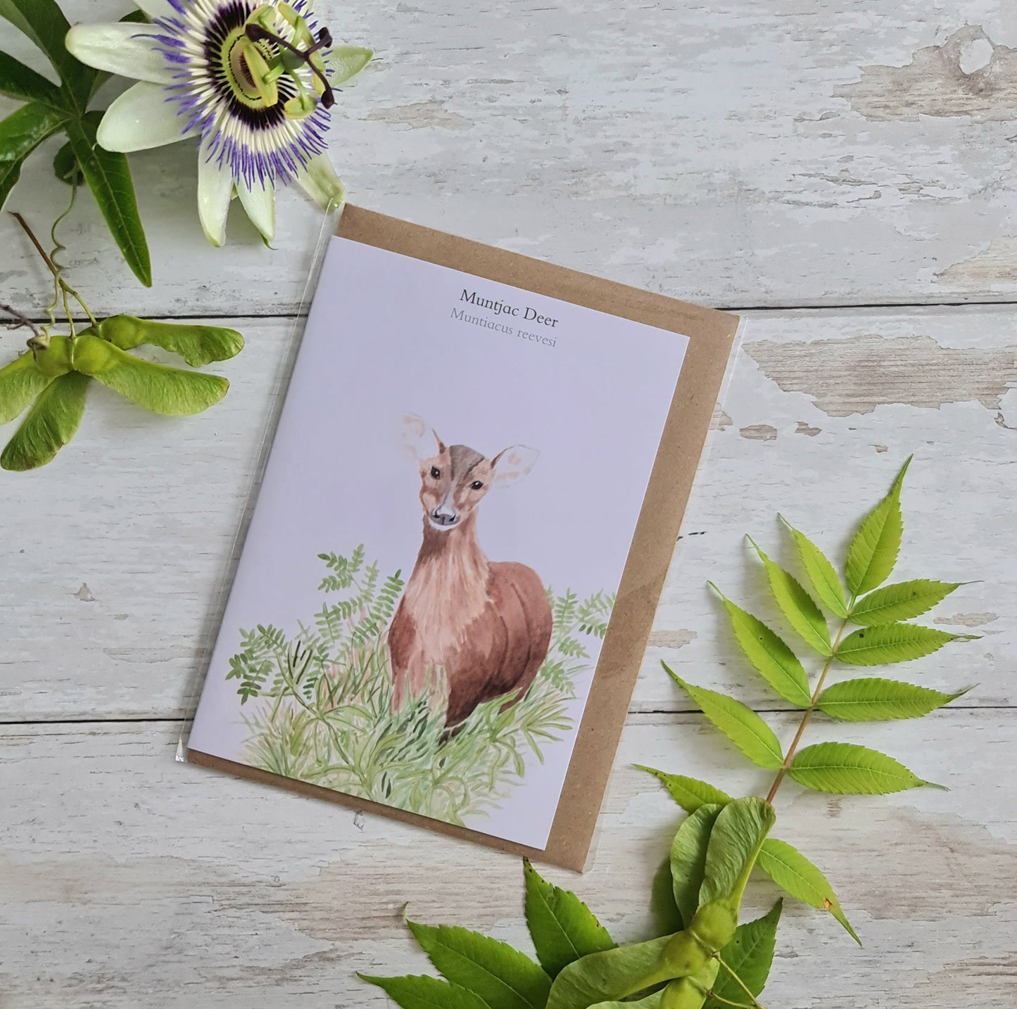 Muntjac Deer - Greetings Card - At the Cherry Tree