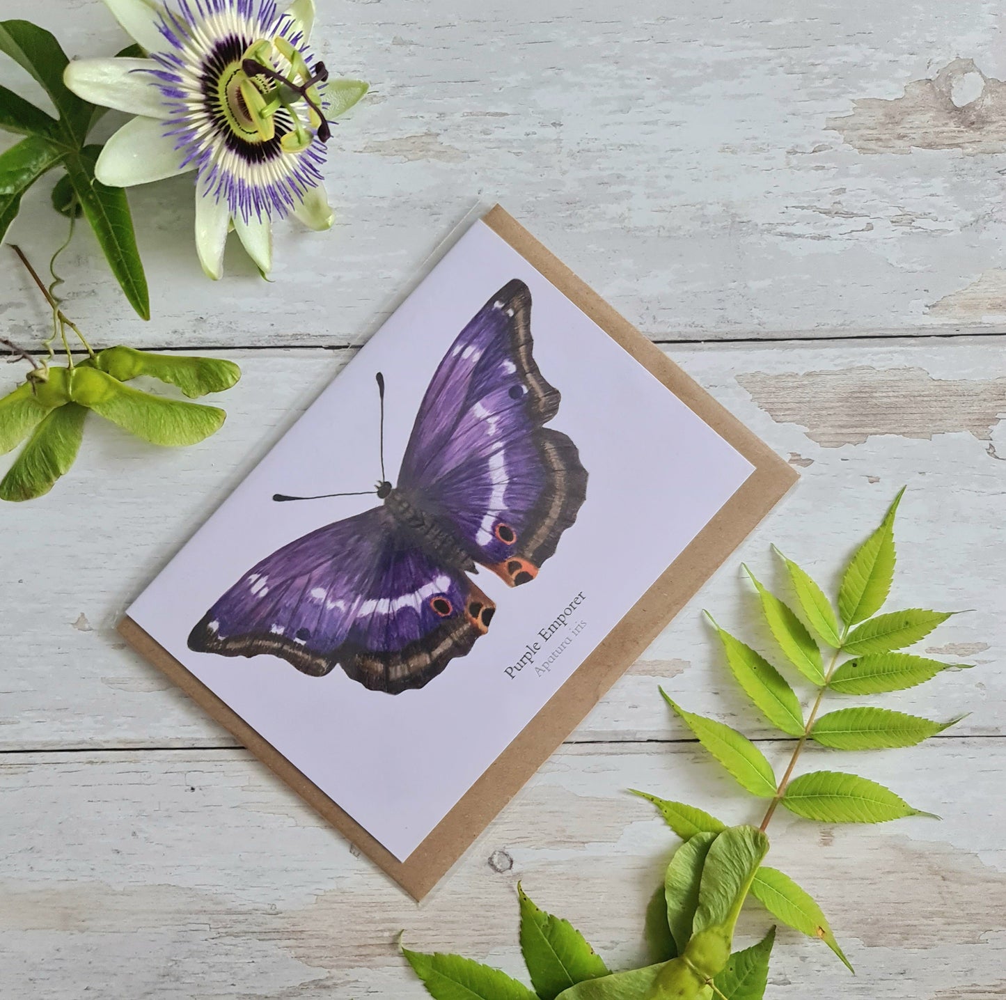 Purple Emperor Butterfly - Greetings Card - At the Cherry Tree