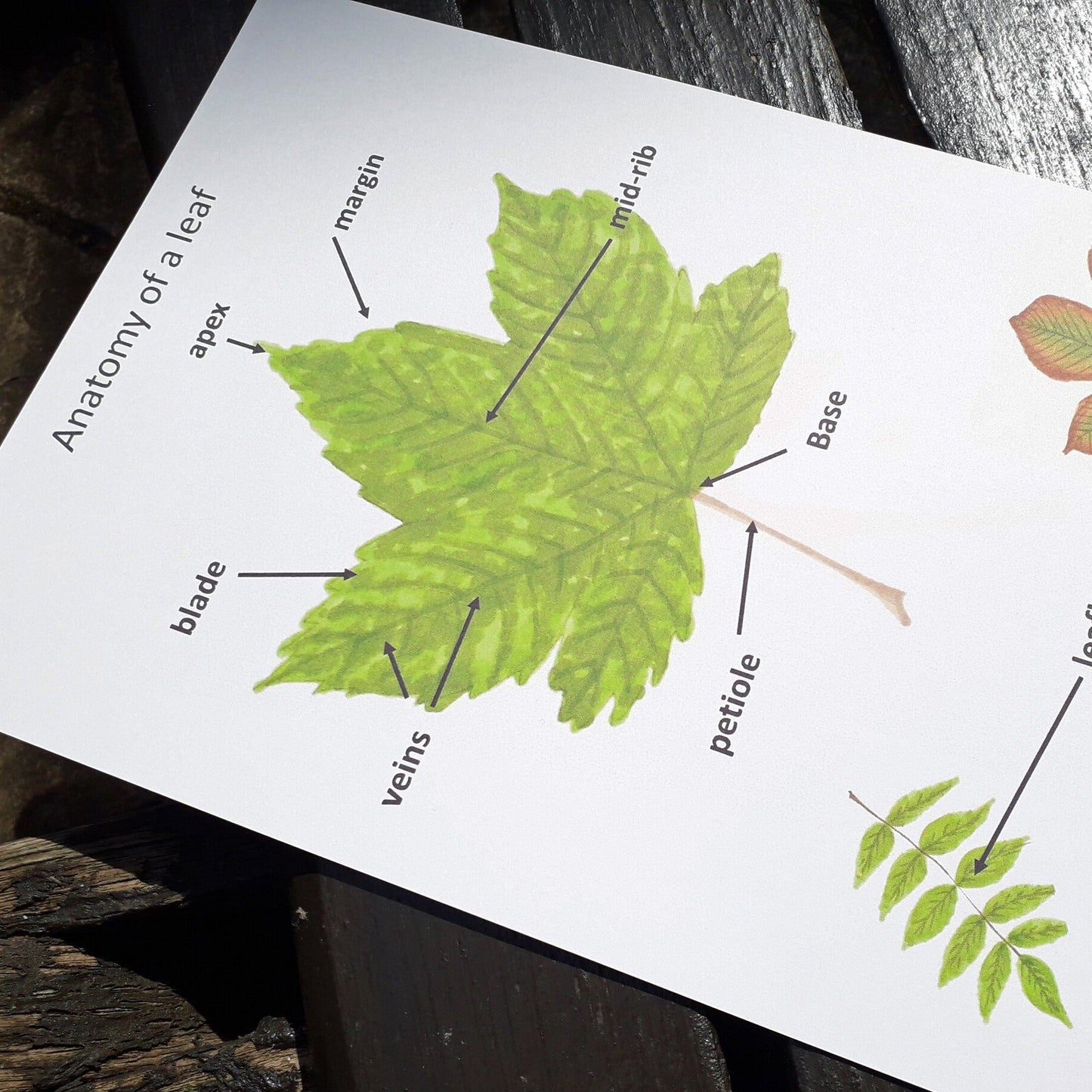 Sycamore Leaf anatomy poster - PDF - At the Cherry Tree