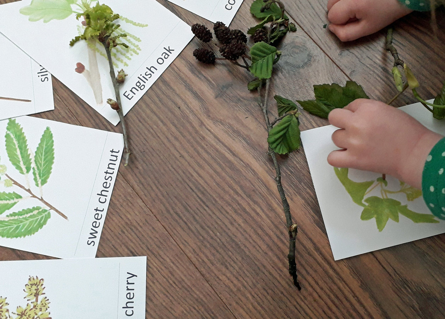 Tree Flowers and Catkins Montessori Pack - PDF - At the Cherry Tree