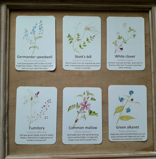 Urban Wildflower Flashcards - PDF